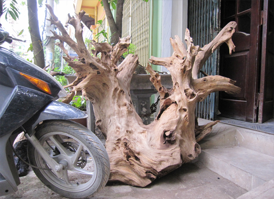 bán gỗ lũa đẹp